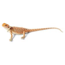 Bearded dragons are easy reptiles to care for, but need the right habitat, food and heating to thrive. Very Red Bearded Dragon Reptile Snakes Turtles More Petsmart