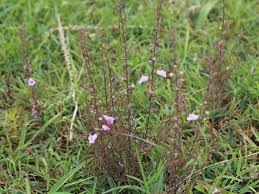 Image result for Micrargeria