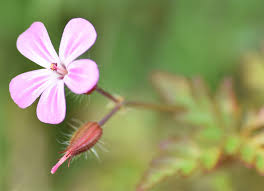The tea is prepared in various ways specific to a particular disease, most times with water, unsweetened and no lemon. Herb Robert Friends Of Heene Cemetery