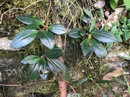 Image result for Peperomia fernandopoiana