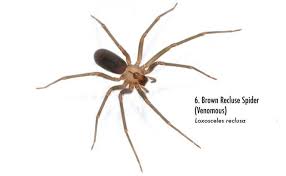 Check spelling or type a new query. Spiders Of Alabama 58 Spiders You Should Know Al Com