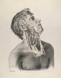 He represented parts of the body in transparent layers that afford an insight into the organ by using sections in. Historical Anatomies On The Web Richard Quain Home
