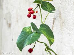 Image result for Tinospora orophila