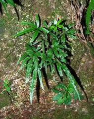Image result for Pteris atrovirens