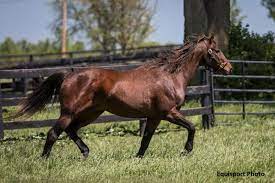 How Old Is Old For A Thoroughbred Horse Racing News Paulick Report