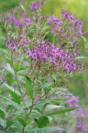 Image result for Vernonia guineensis
