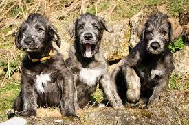 Irish Wolfhound Dog Breed Information Irish Wolfhound Puppies Irish Wolfhound Dogs Wolfhound Puppies