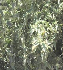 Image result for Chrozophora plicata