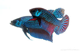 Pin By Angie Payne On Bettas Betta Betta Fish Amazonas