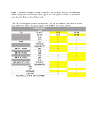 Identifying Unknown Bacteria Lab