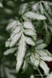 Image result for Pteris