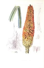 Image result for Limeum fenestratum