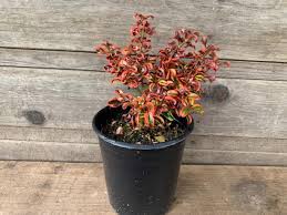 Image result for Coptosperma zygoon