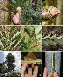 Image result for Phyllanthus beillei