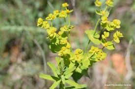Image result for Euphorbia serratifolia