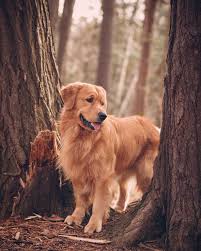 Pin De Narmin Baghir Em Dogs Golden Retriever Caes Retriever