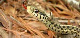 رؤية الميت في المنام هي رؤيا تراود الكثيرين منا، بإختلاف اشكالها وتفاصيلها، فمنا من يري أنه يحتضن الميت او يقبله في المنام، والبعض الآخر يري الميت يعطيه شيئاً او يدخل منزله ويأكل معه او يتحدث معه، وسوف نتناول معكم في هذا الموضوع من خلال موقع احلم ، تفسير. Ù…Ø§Ø°Ø§ ÙŠØ¹Ù†ÙŠ Ø§Ù„Ø«Ø¹Ø¨Ø§Ù† ÙÙŠ Ø§Ù„Ø­Ù„Ù… Ø­ÙŠØ§ØªÙƒ