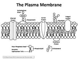 This Set Includes Four Diagrams Of The Plasma Membrane Two In Black And White 1 Labeled 1 Unlabeled Two In Color 1 Plasma Membrane Membrane Biology Notes