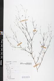 Image result for Cordylostigma virgatum