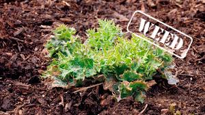 And every year, i was recruited to help plant, maintain, and eventually harvest the vegetables from it. Identifying Weeds In The Garden Garden Gate