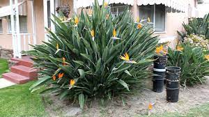 Birds Of Paradise Flowers Plant Youtube Birds Of Paradise Plant Paradise Flowers Front Yard Landscaping