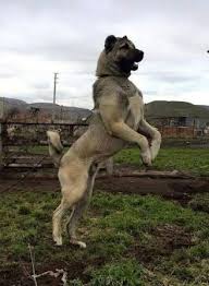 Anadolu Aslani Kangal Kopegi Kopek Turleri Kopek