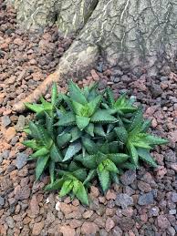 Image result for Aloidendron tongaense