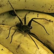 Böse überraschung in der bananenkiste. Brasilianische Bananenspinne Sorgt In Rotenburg Fur Supermarkt Evakuierung Stern De