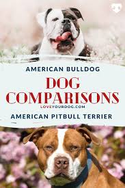 American Bulldog Vs Pitbull Terrier Breed Comparison In 2020 Pitbulls Pitbull Terrier American Bulldog