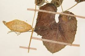 Image result for Kedrostis leloja