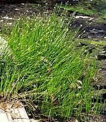Image result for Eleocharis naumanniana