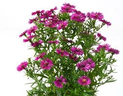 Image result for Asters `Jenny