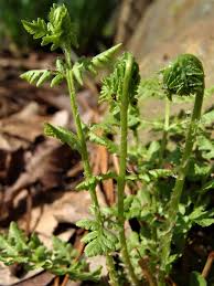 Image result for Landolphia foretiana