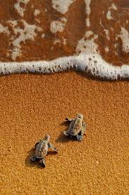 Who Will Win Young Hawksbills Turtles Race To The Sea By Yaman Ibrahim Baby Turtles Baby Sea Turtles Turtle