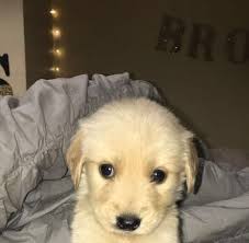 I found out about abc through social media, at first i was skeptical but i am so grateful i took the veterinary assistant program. Abc Low Cost Pet Care Clinic Tucson Yahoo Local Search Results