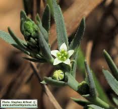 Image result for Thesium