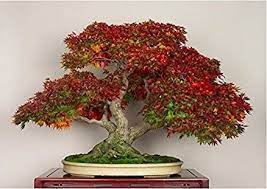 The japanese maple, otherwise known as acer palmatum, is originally from japan, china, and korea. Floral Treasure Sugar Maple Bonsai Suitable Tree Seeds Maple Bonsai Bonsai Tree Japanese Bonsai