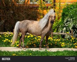 Последние твиты от falabella colombia (@falabella_co). Falabella Miniature Image Photo Free Trial Bigstock