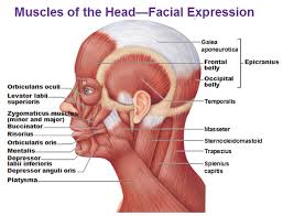 There are over 630 muscles in the human body; Muscles Of The Head