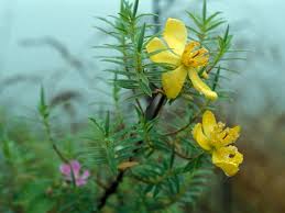 Image result for Hypericum revolutum