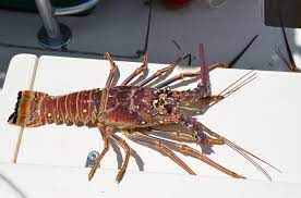 Clawed lobsters are known as cold water lobsters, while florida lobsters are known as warm water lobsters. Key Tips To Catch Spiny Lobster In The Florida Keys Reel Pursuits