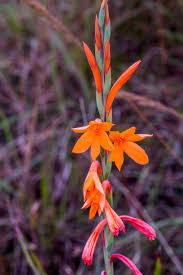 Image result for Helixanthera garciana