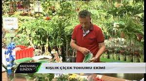 Unutmayınız ki, bahar ayında bahçelere dikilen mevsimlik çiçekler, bozulmaya başlayacağından onların toplanıp temizlenmesi yerlerinin hazırlanması gerekir. Kislik Cicek Tohumu Ekimi 1 2 Youtube