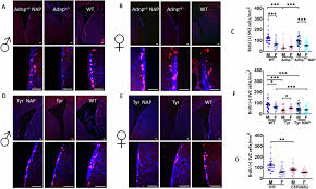 ADNP is essential for sex-dependent hippocampal neurogenesis, through male  unfolded protein response and female mitochondrial gene regulation |  Molecular Psychiatry