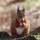 Red Squirrel Watch event image