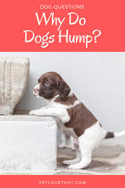 The moderna and pfizer vaccines are incredibly similar with near identical efficacy rates. Pin On Dog Behavior