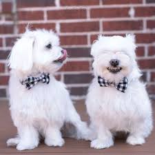 Oh My Goodness A Rod I Can Feel Your Happiness Have A Great Weekend Everybody Maltese Teacup Puppies Maltese Maltese Puppy Maltese
