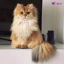 tuylu kedi irklari fluffy cat cute cats beautiful cats
