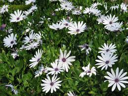 Image result for foto Osteospermum