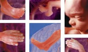 Maybe you would like to learn more about one of these? American Government Caught Buying Fresh Flesh Of Aborted Babies Who Could Have Survived News